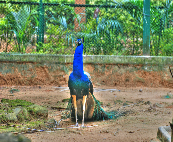 Bangluru